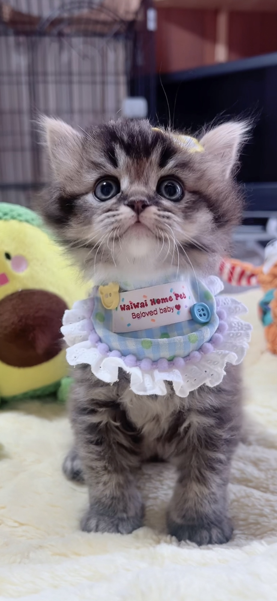 スコティッシュフォールド(立ち耳)の子猫 男の子 販売終了
