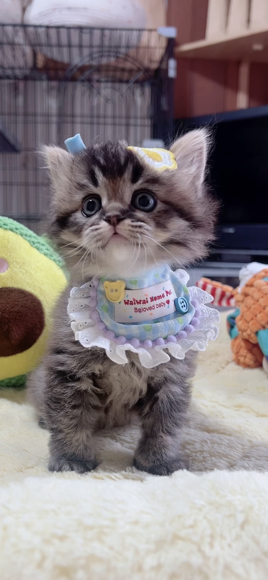 スコティッシュフォールド(立ち耳)の子猫 男の子 販売終了 - 画像 (6)