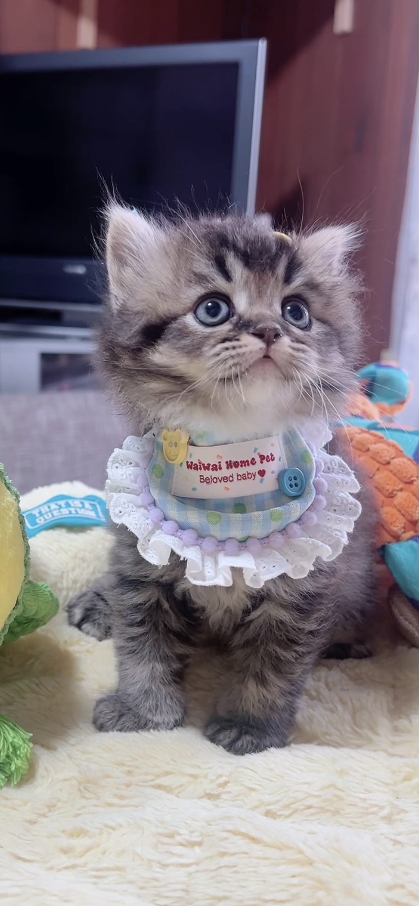 スコティッシュフォールド(立ち耳)の子猫 男の子 販売終了 - 画像 (5)
