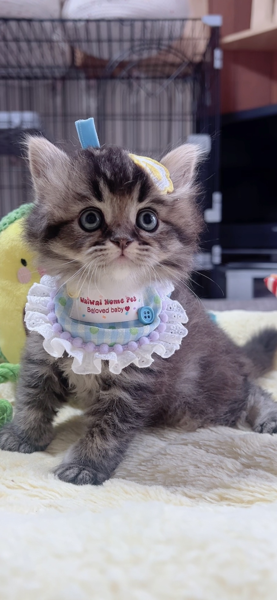 スコティッシュフォールド(立ち耳)の子猫 男の子 販売終了 - 画像 (4)