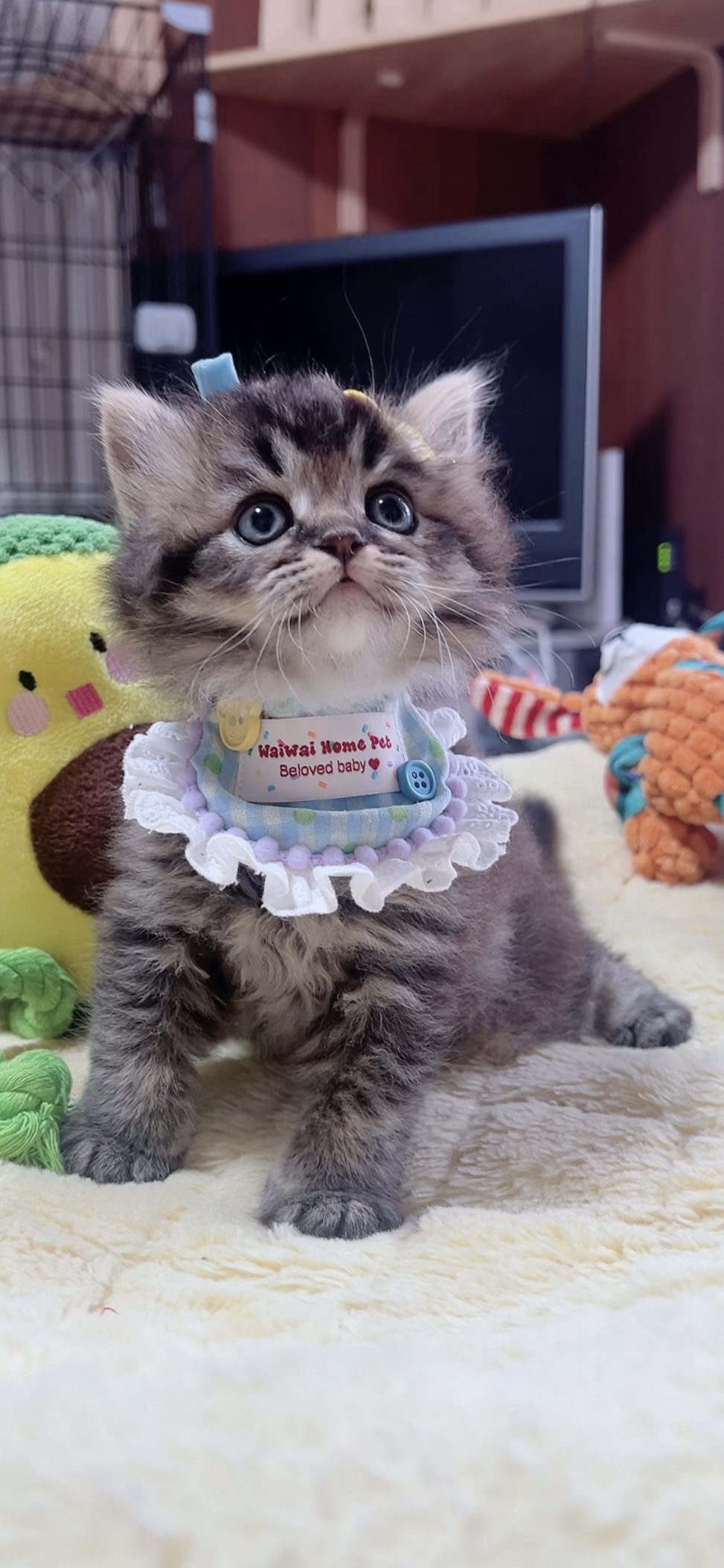 スコティッシュフォールド(立ち耳)の子猫 男の子 販売終了 - 画像 (3)