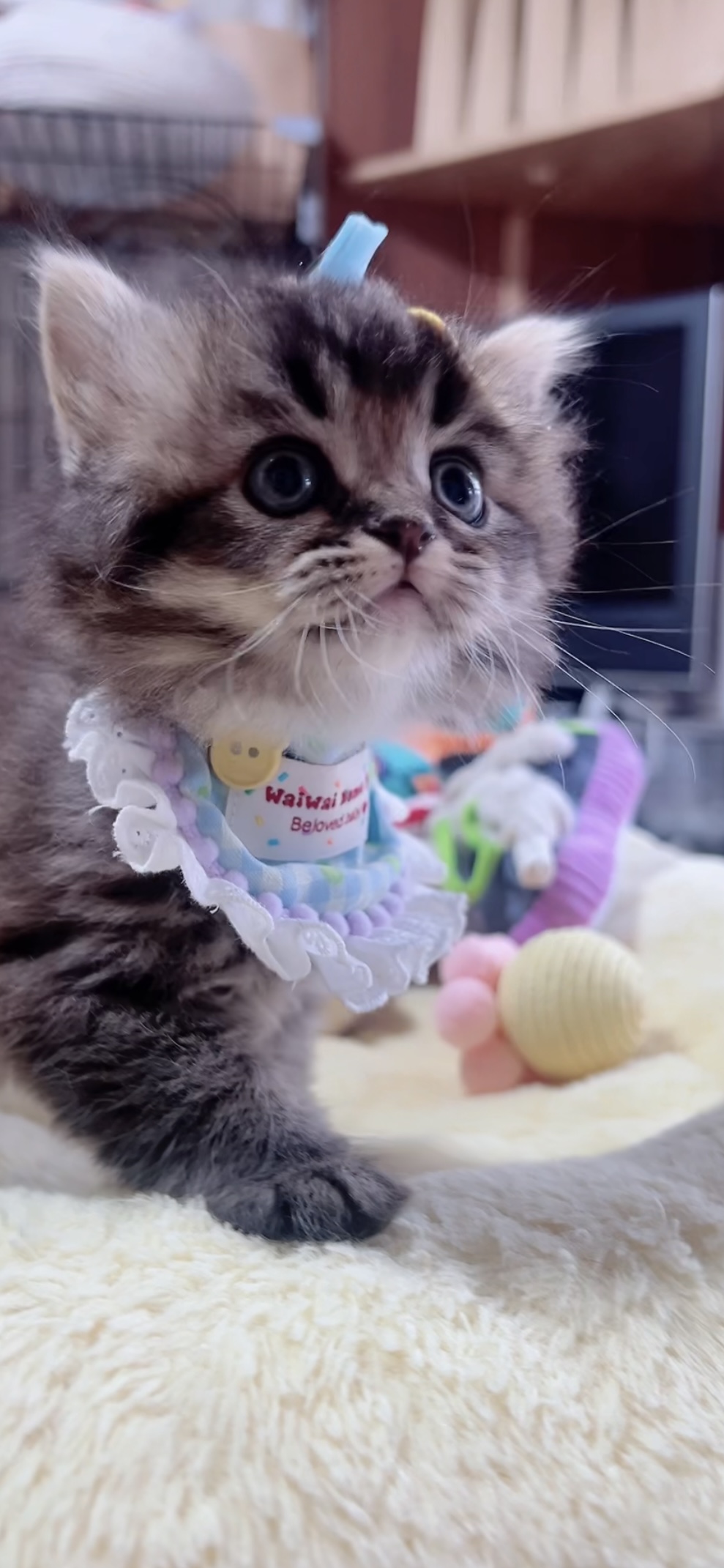 スコティッシュフォールド(立ち耳)の子猫 男の子 販売終了 - 画像 (2)