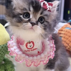 ｽｺﾃｨｯｼｭﾌｫｰﾙﾄﾞ(立ち耳)の子猫 女の子 販売中
