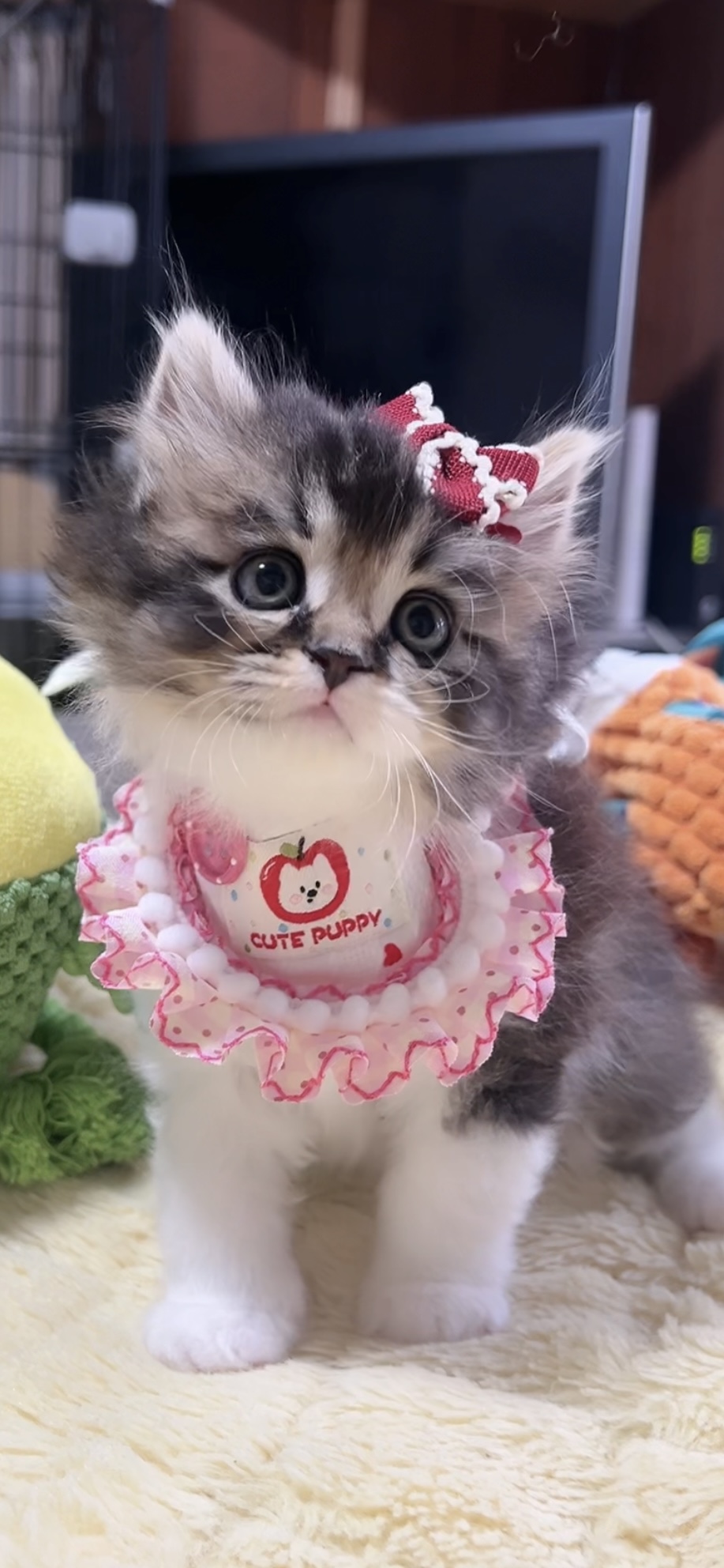 スコティッシュフォールド(立ち耳)の子猫 女の子 販売終了