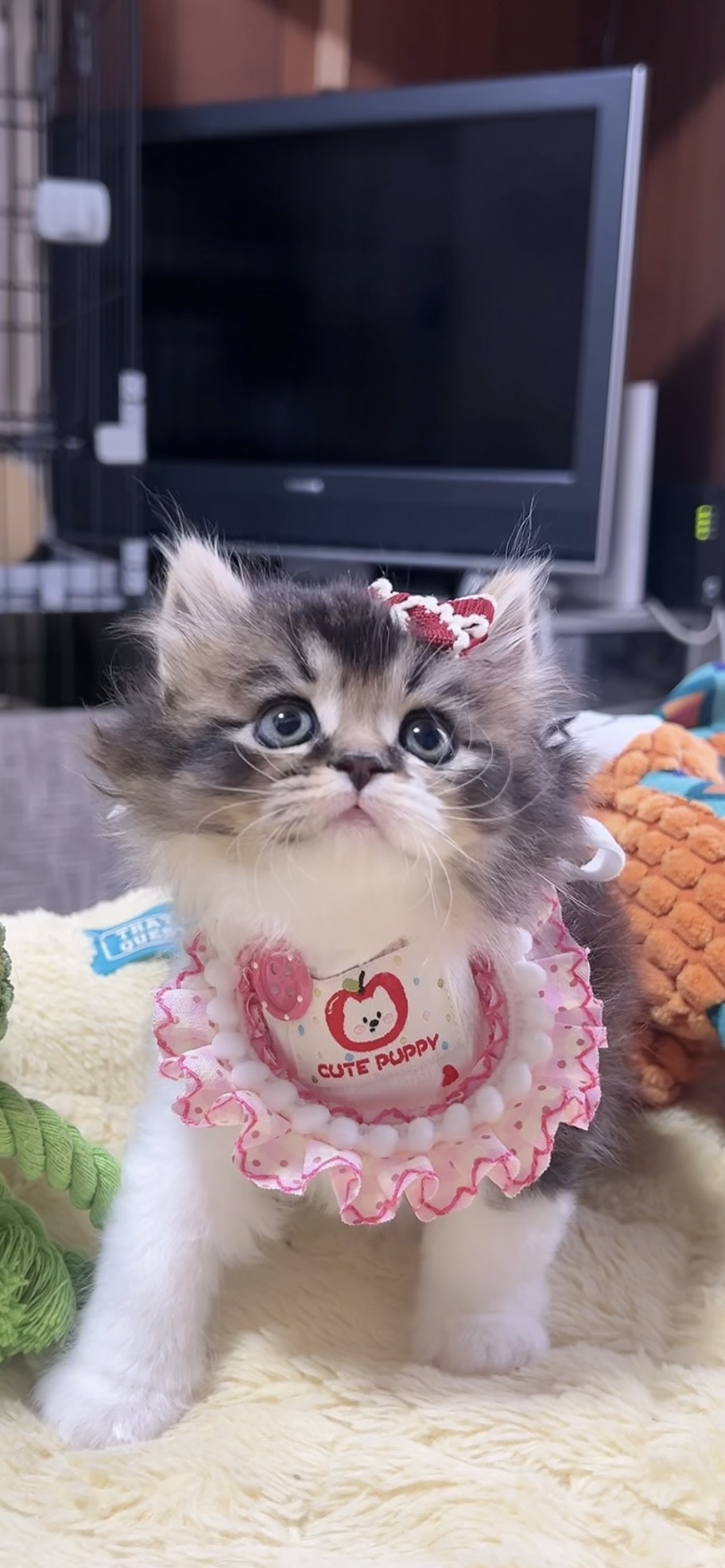 スコティッシュフォールド(立ち耳)の子猫 女の子 販売終了 - 画像 (6)