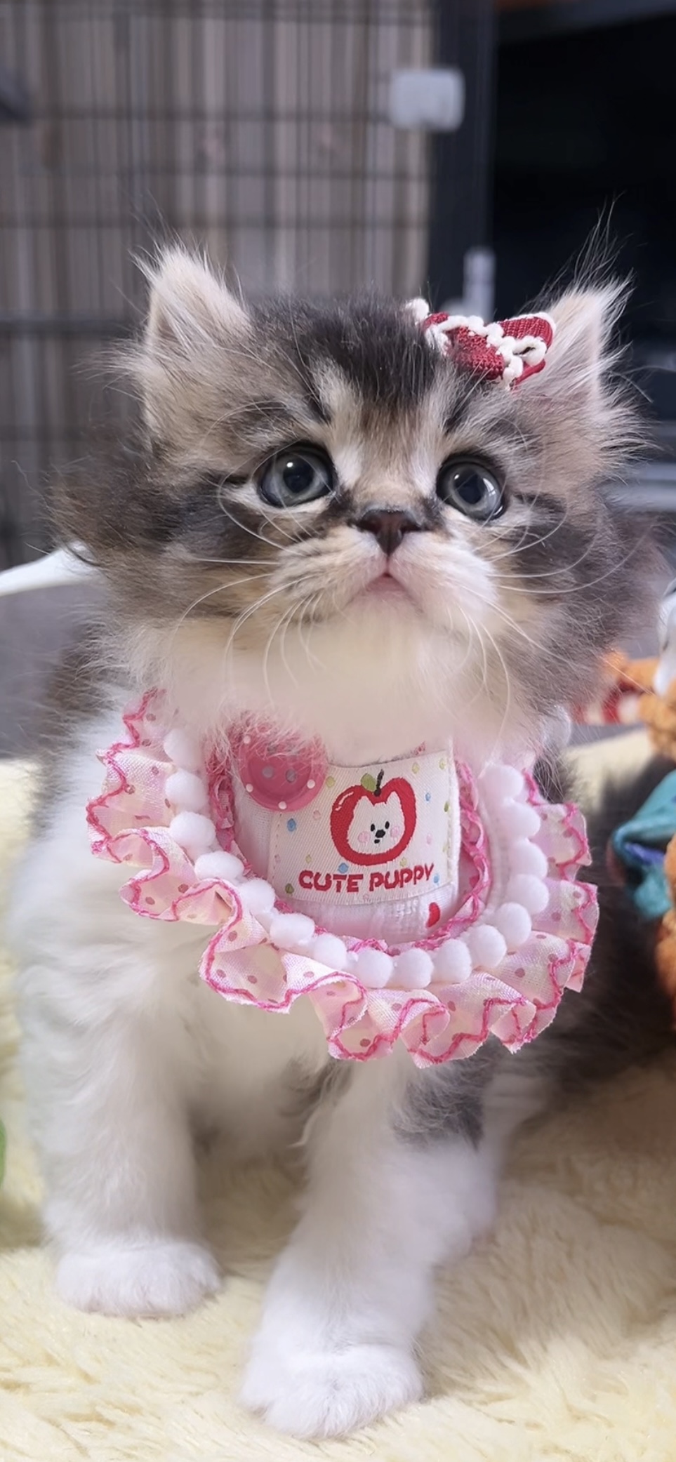スコティッシュフォールド(立ち耳)の子猫 女の子 販売終了 - 画像 (5)