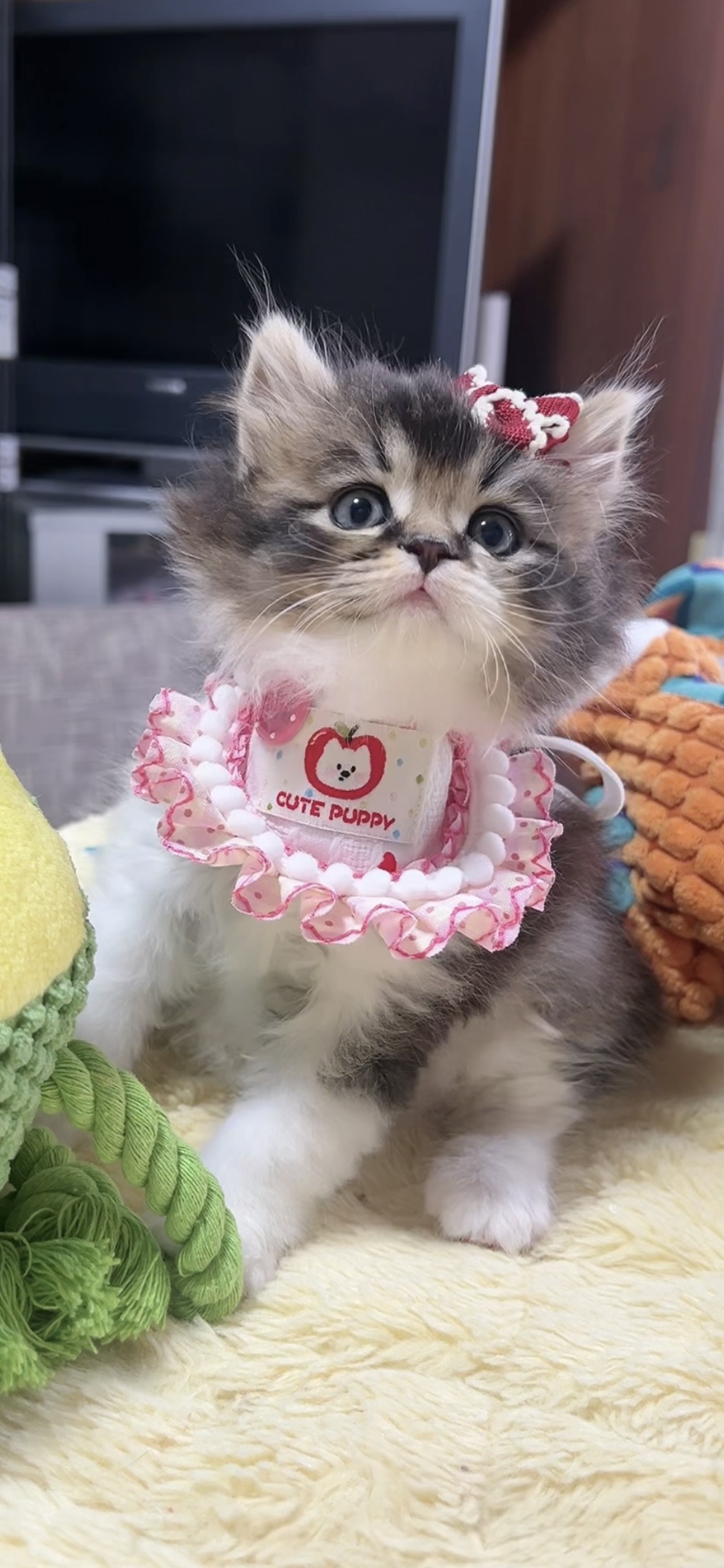 スコティッシュフォールド(立ち耳)の子猫 女の子 販売終了 - 画像 (4)