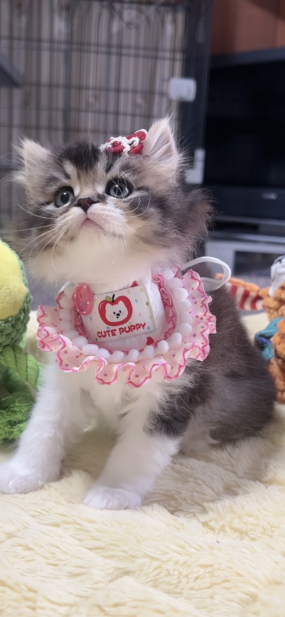 スコティッシュフォールド(立ち耳)の子猫 女の子 販売終了 - 画像 (3)