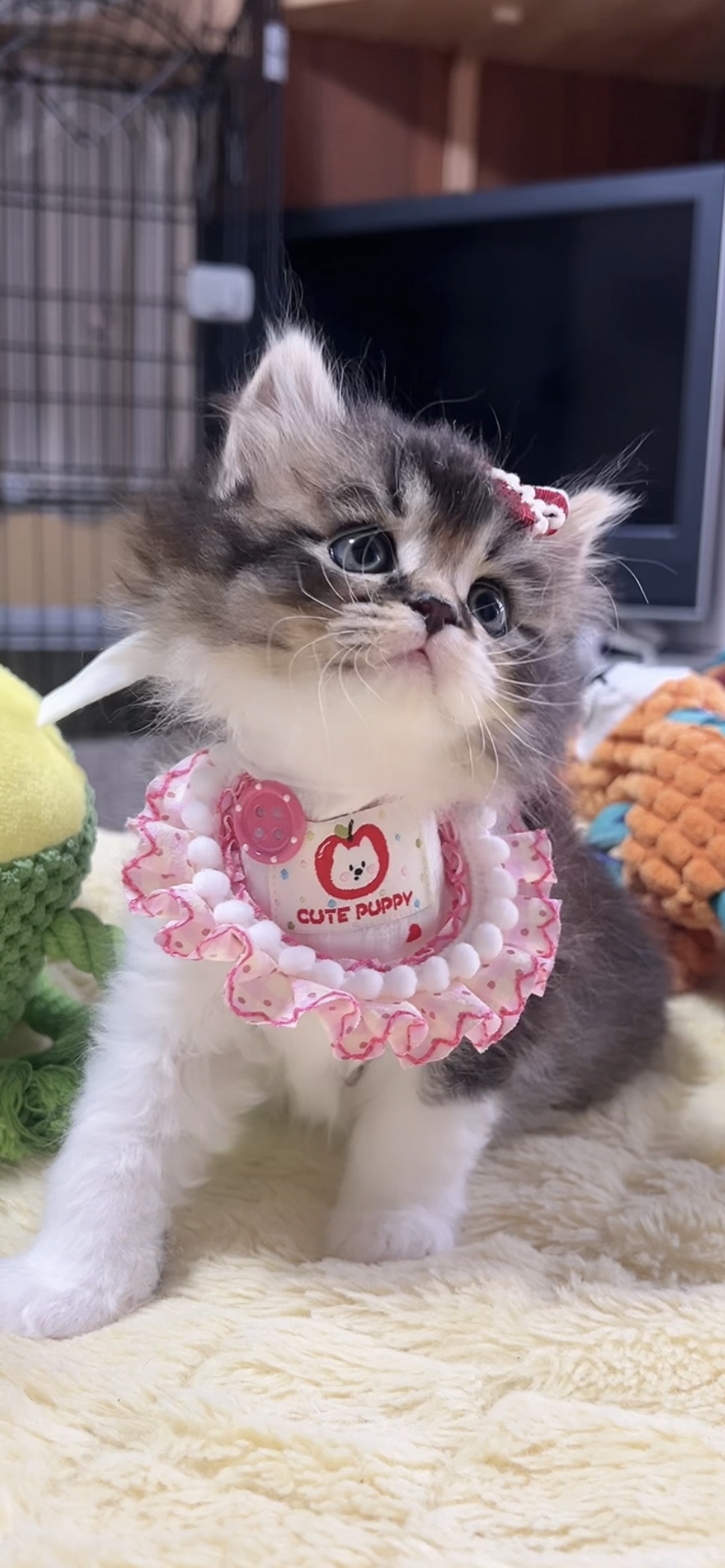 スコティッシュフォールド(立ち耳)の子猫 女の子 販売終了 - 画像 (2)