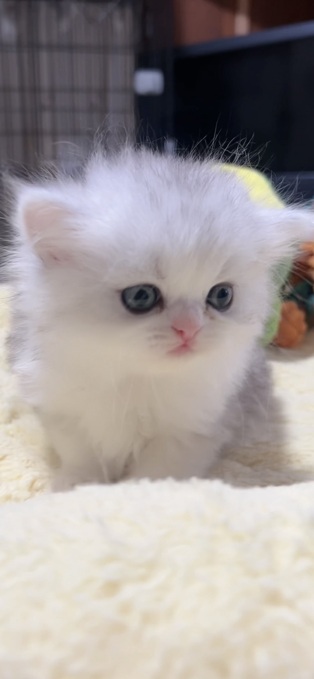 ミヌエット(長足)の子猫 女の子 販売終了 - 画像 (9)