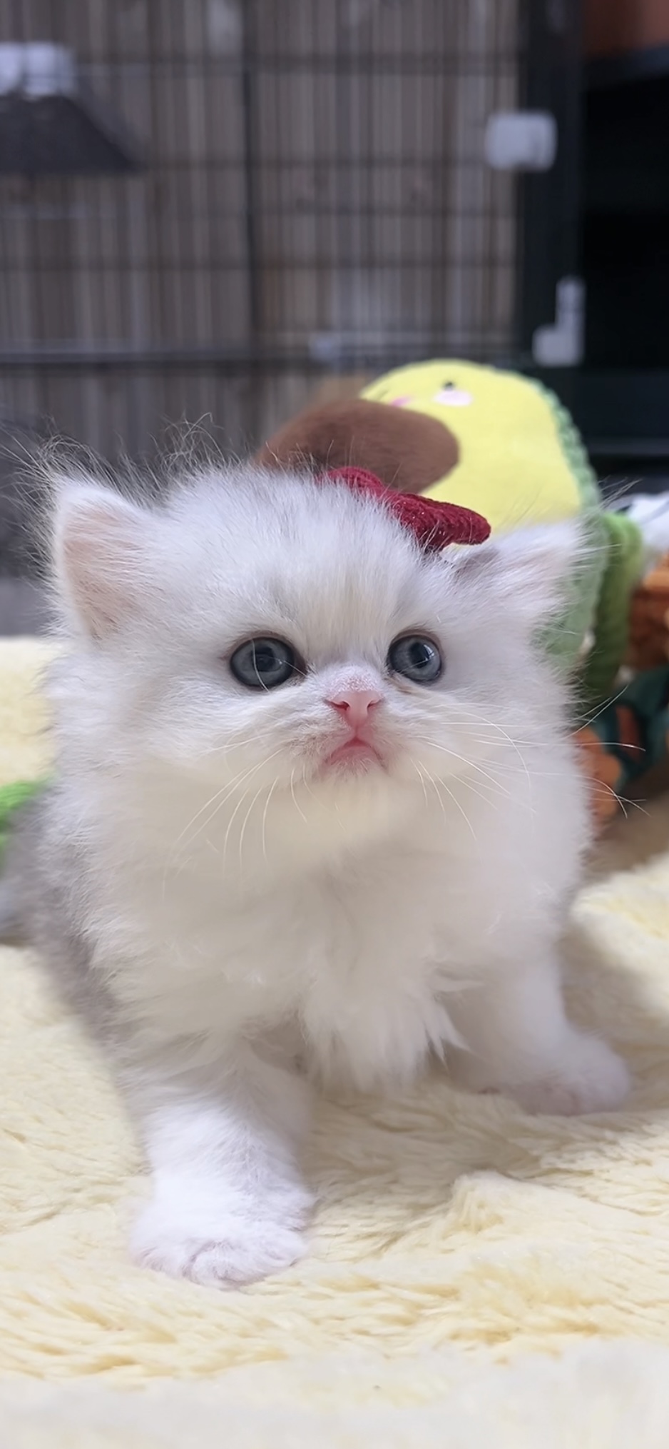 ミヌエット(長足)の子猫 女の子 販売終了 - 画像 (8)