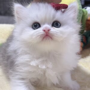 ミヌエット(長足)の子猫　女の子 販売中