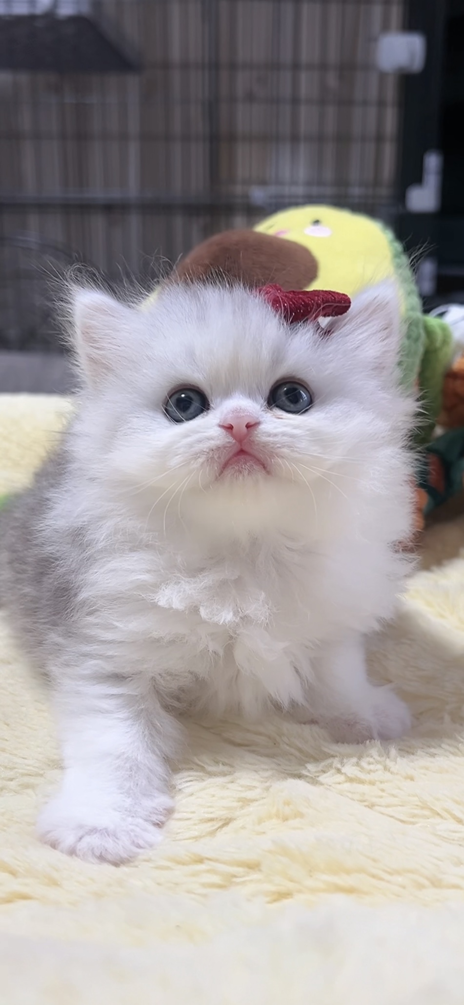 ミヌエット(長足)の子猫 女の子 販売終了