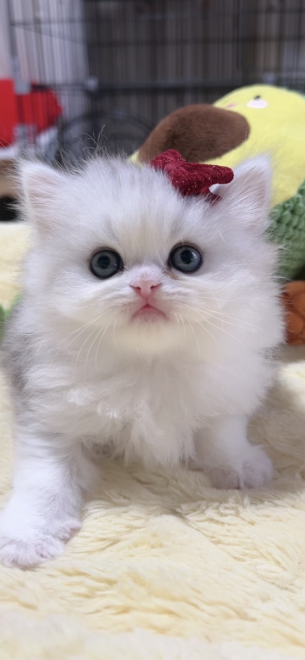 ミヌエット(長足)の子猫 女の子 販売終了 - 画像 (6)