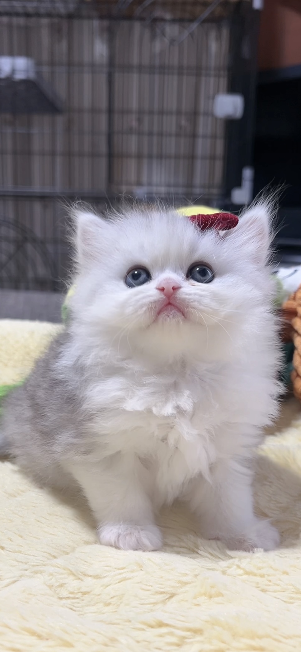 ミヌエット(長足)の子猫 女の子 販売終了 - 画像 (5)