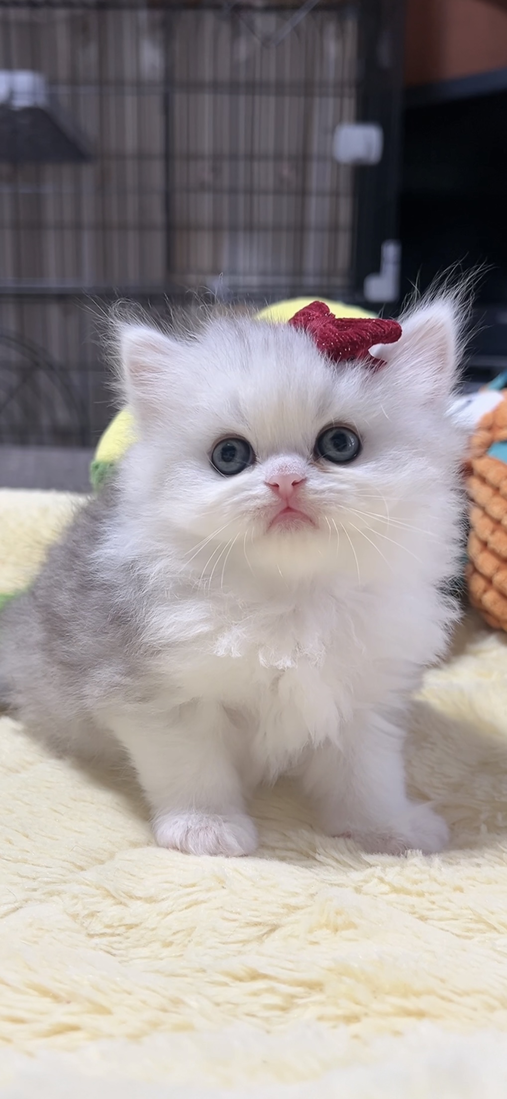 ミヌエット(長足)の子猫 女の子 販売終了 - 画像 (4)
