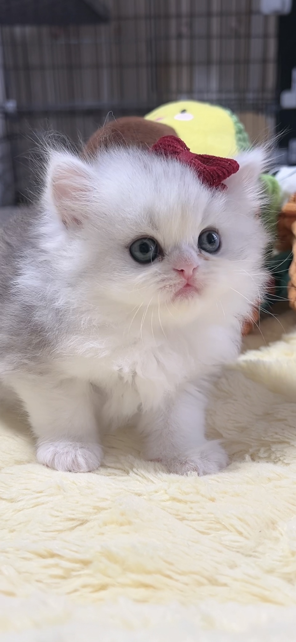 ミヌエット(長足)の子猫 女の子 販売終了 - 画像 (3)