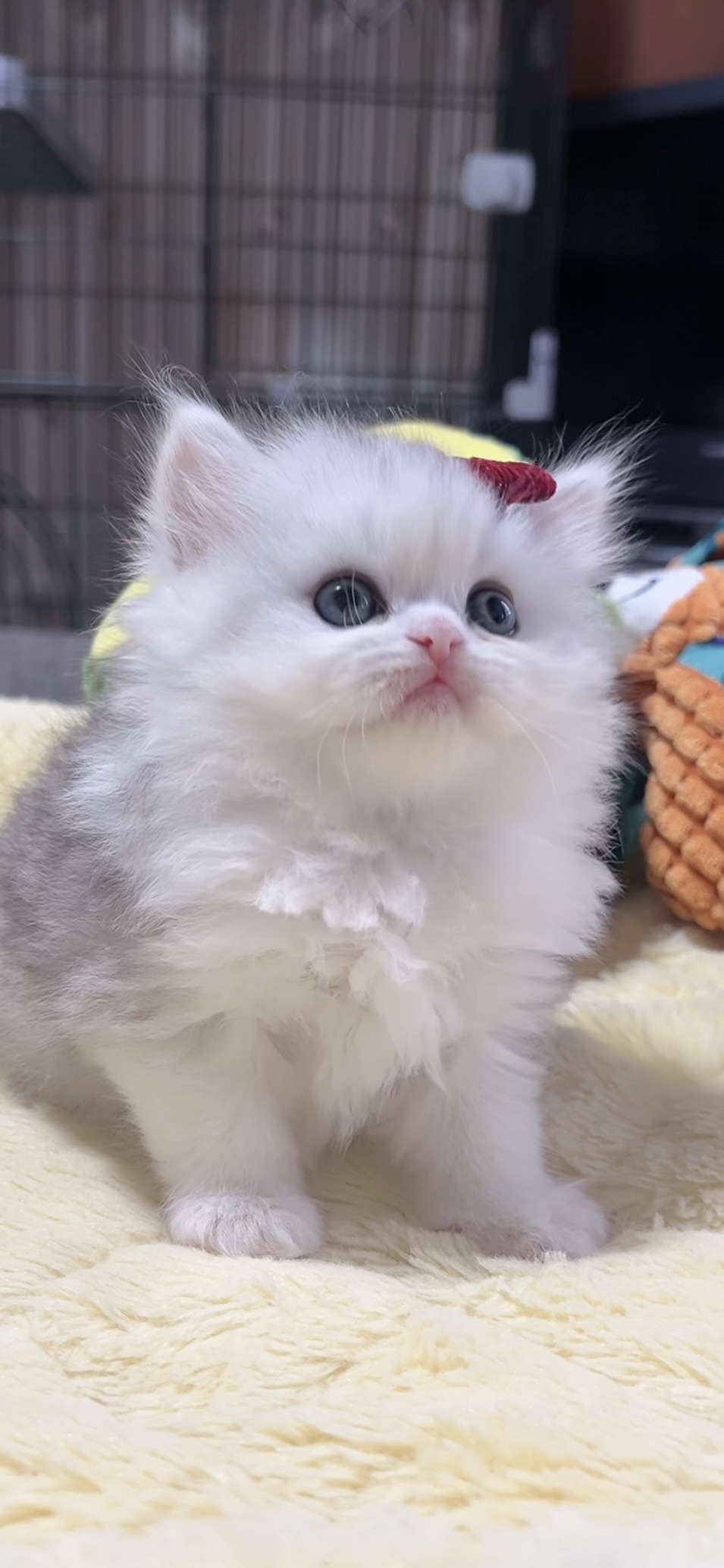 ミヌエット(長足)の子猫 女の子 販売終了 - 画像 (2)