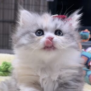 ミヌエット(長足)の子猫　女の子 販売中