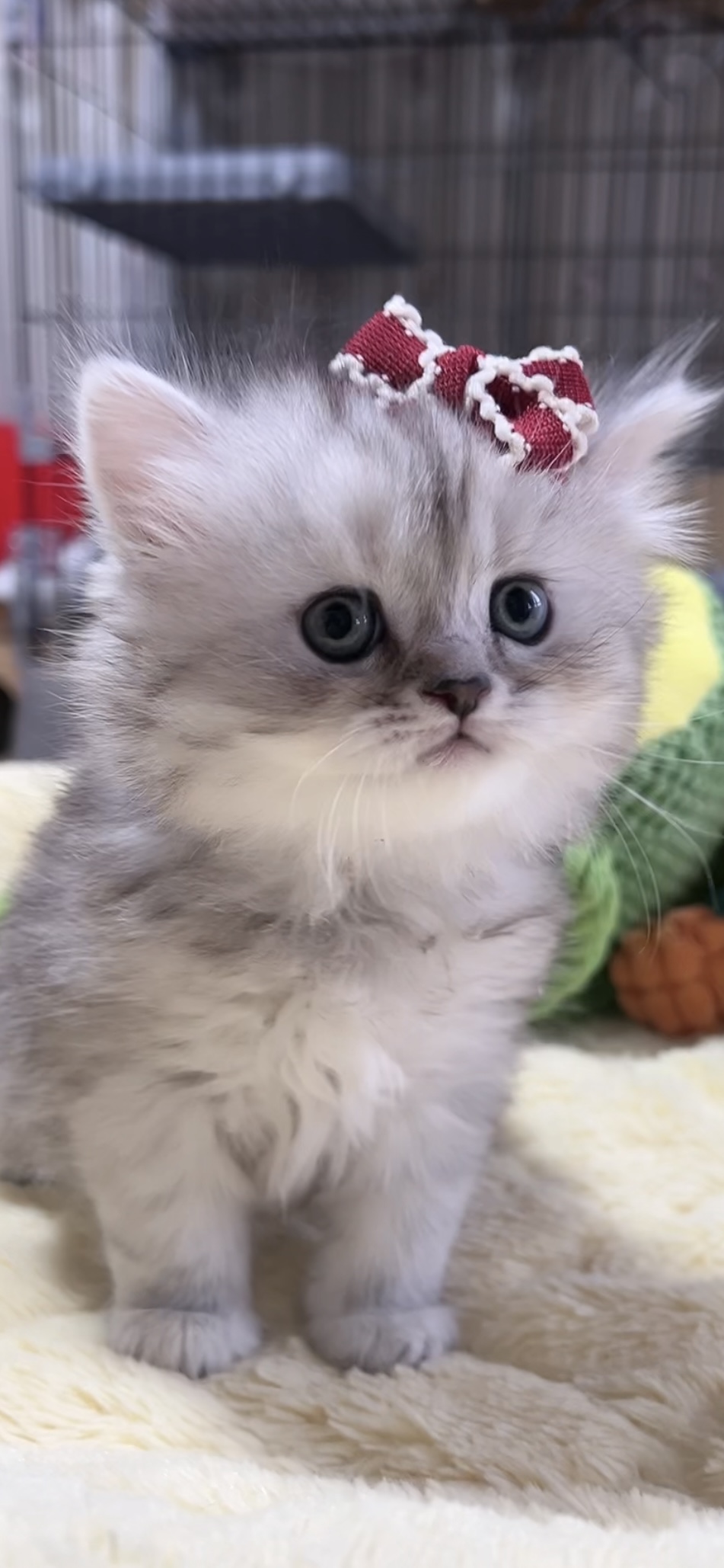 ミヌエット(長足)の子猫 女の子 商談中 - 画像 (8)