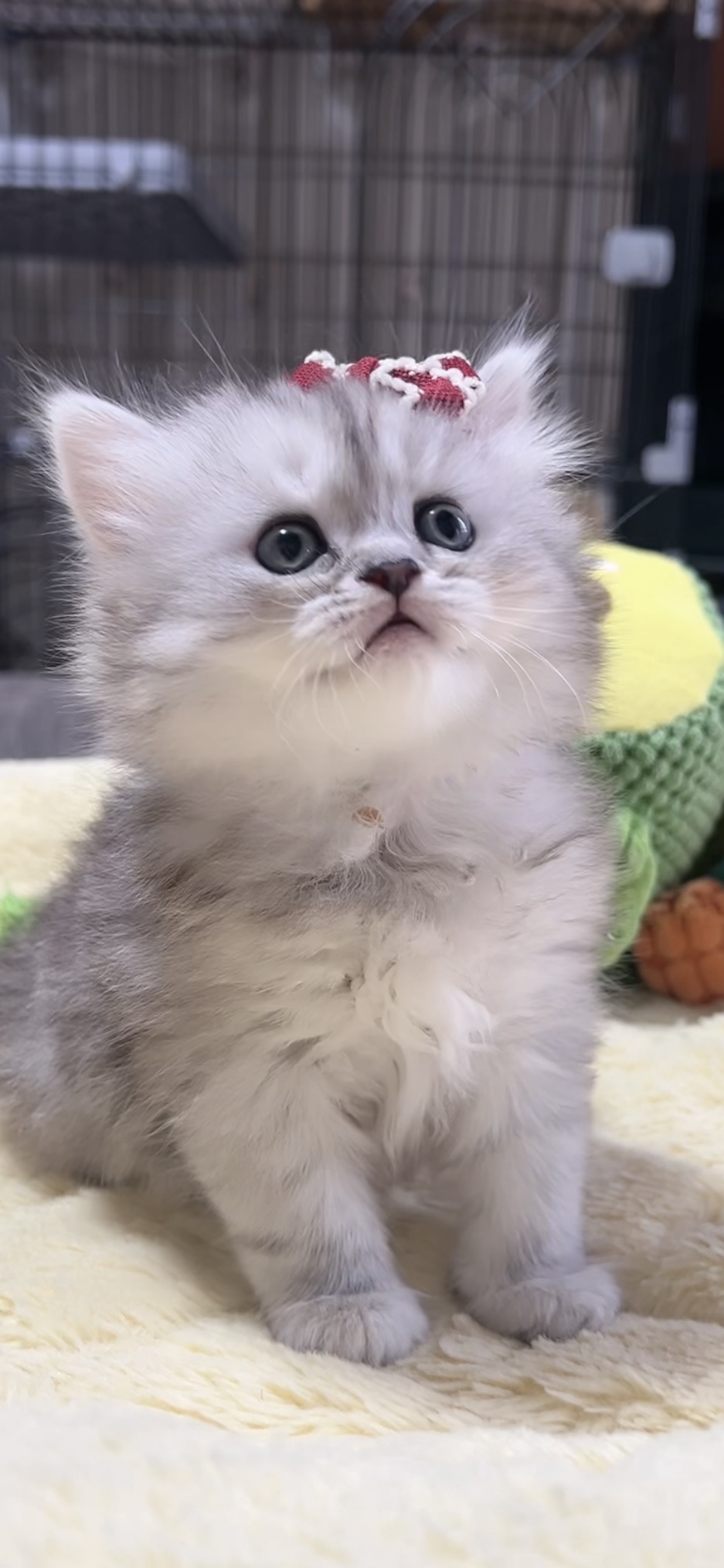 ミヌエット(長足)の子猫 女の子 商談中 - 画像 (7)