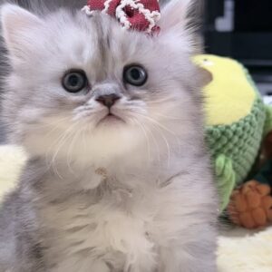ミヌエット(長足)の子猫　女の子 販売中