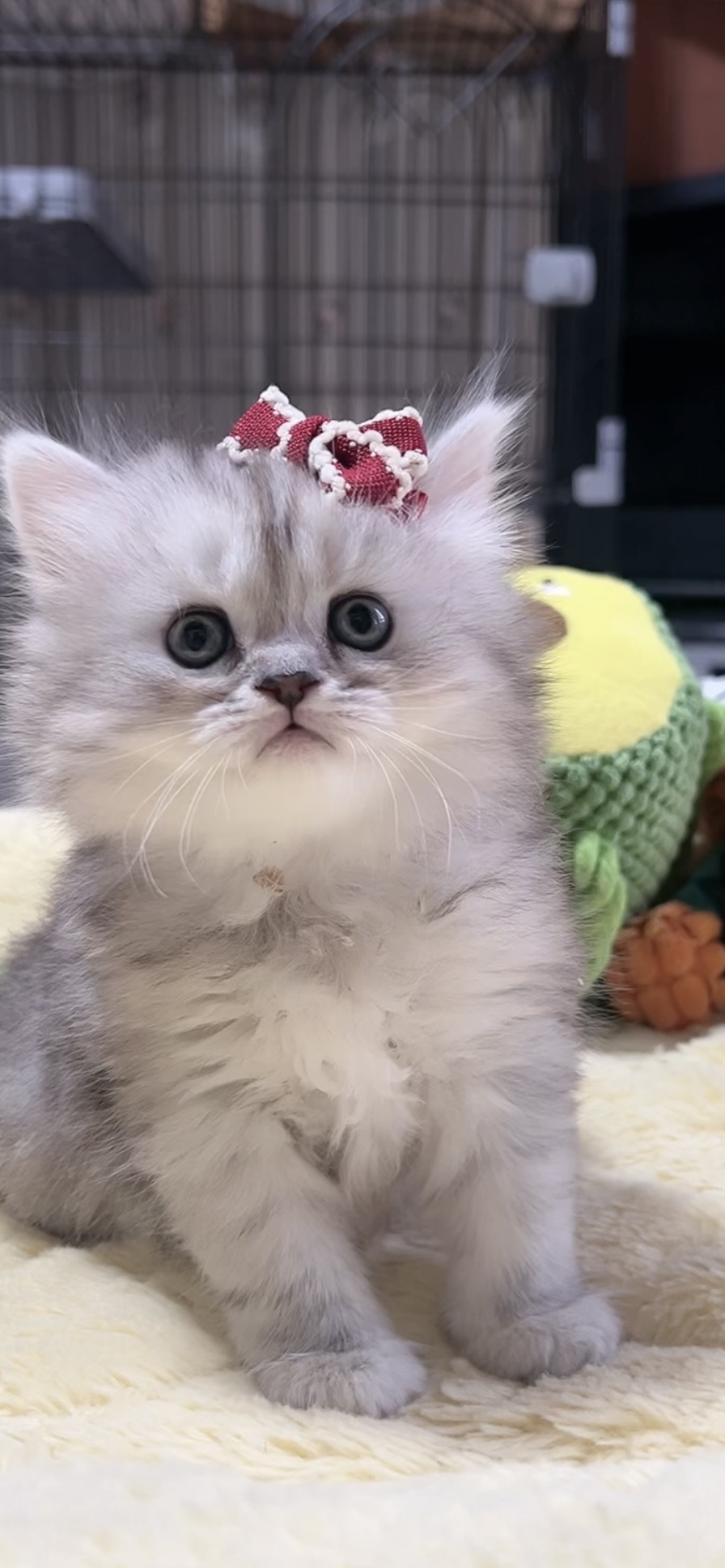 ミヌエット(長足)の子猫 女の子 商談中