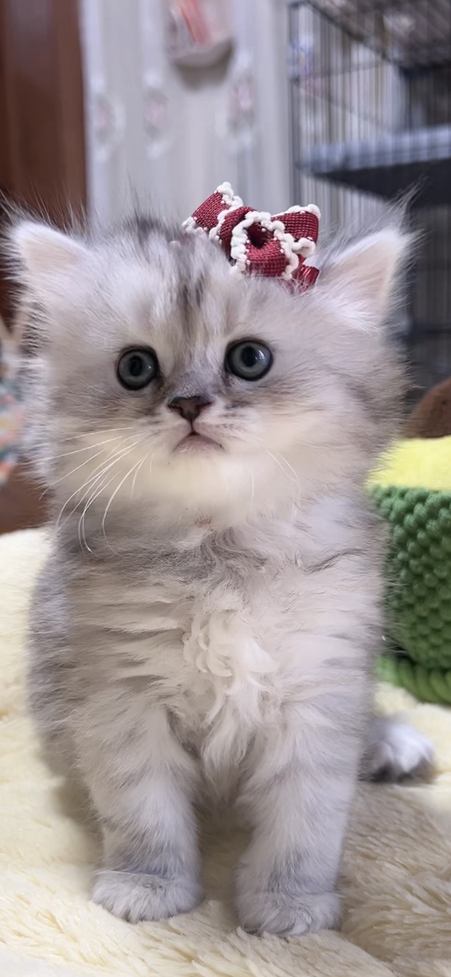 ミヌエット(長足)の子猫 女の子 商談中 - 画像 (6)