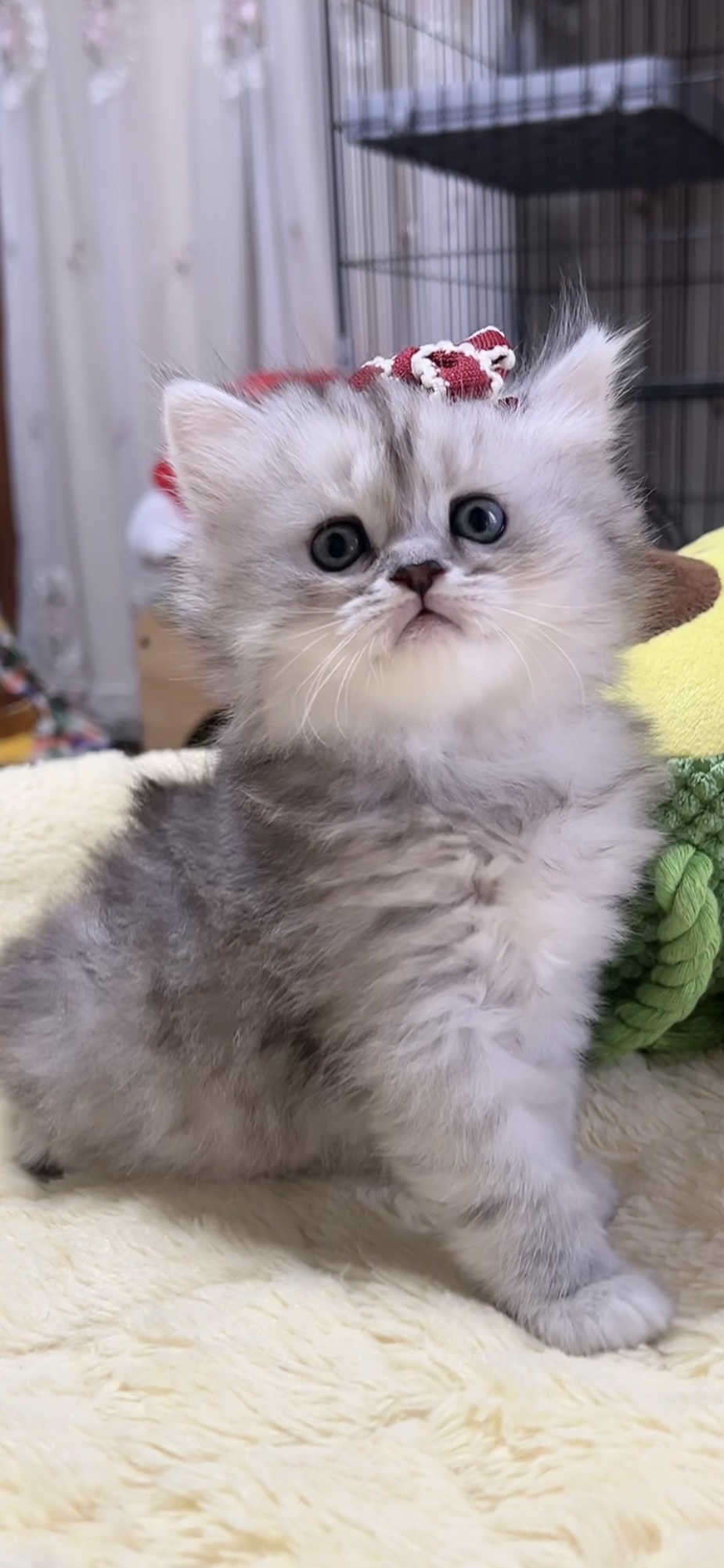 ミヌエット(長足)の子猫 女の子 商談中 - 画像 (5)