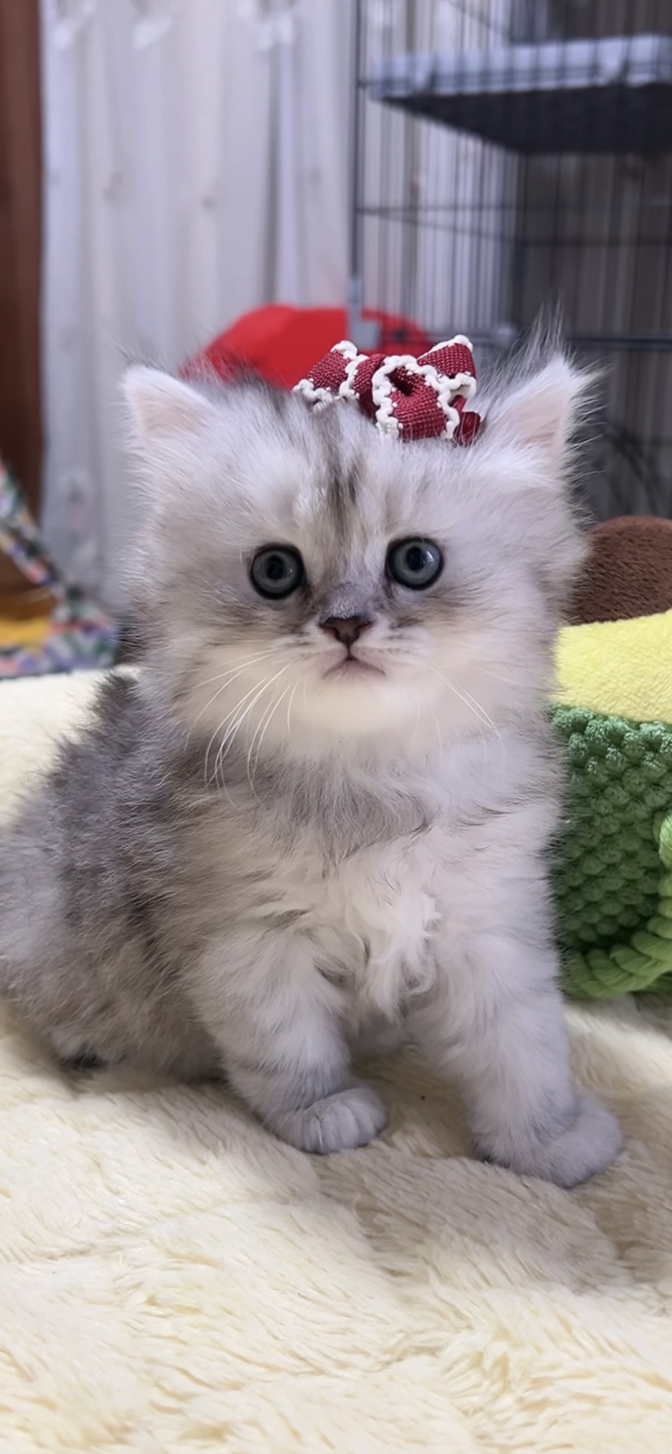 ミヌエット(長足)の子猫 女の子 商談中 - 画像 (4)
