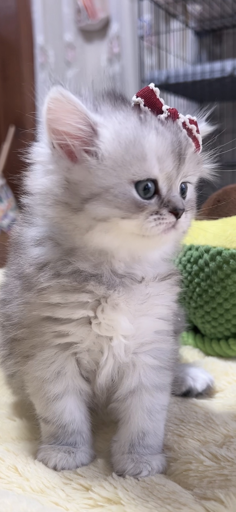 ミヌエット(長足)の子猫 女の子 商談中 - 画像 (3)