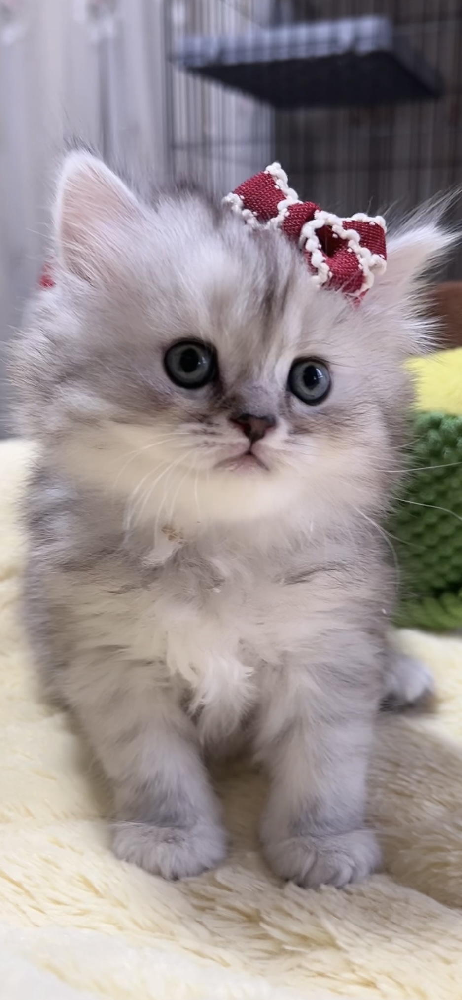 ミヌエット(長足)の子猫 女の子 商談中 - 画像 (2)