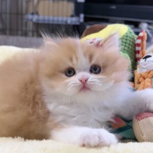 ミヌエット(長足)の子猫　男の子 販売中