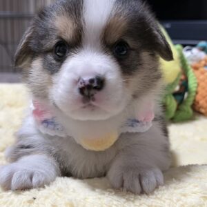 ｳｴﾙｼｭ・ｺｰｷﾞｰ（男の子） 商談中