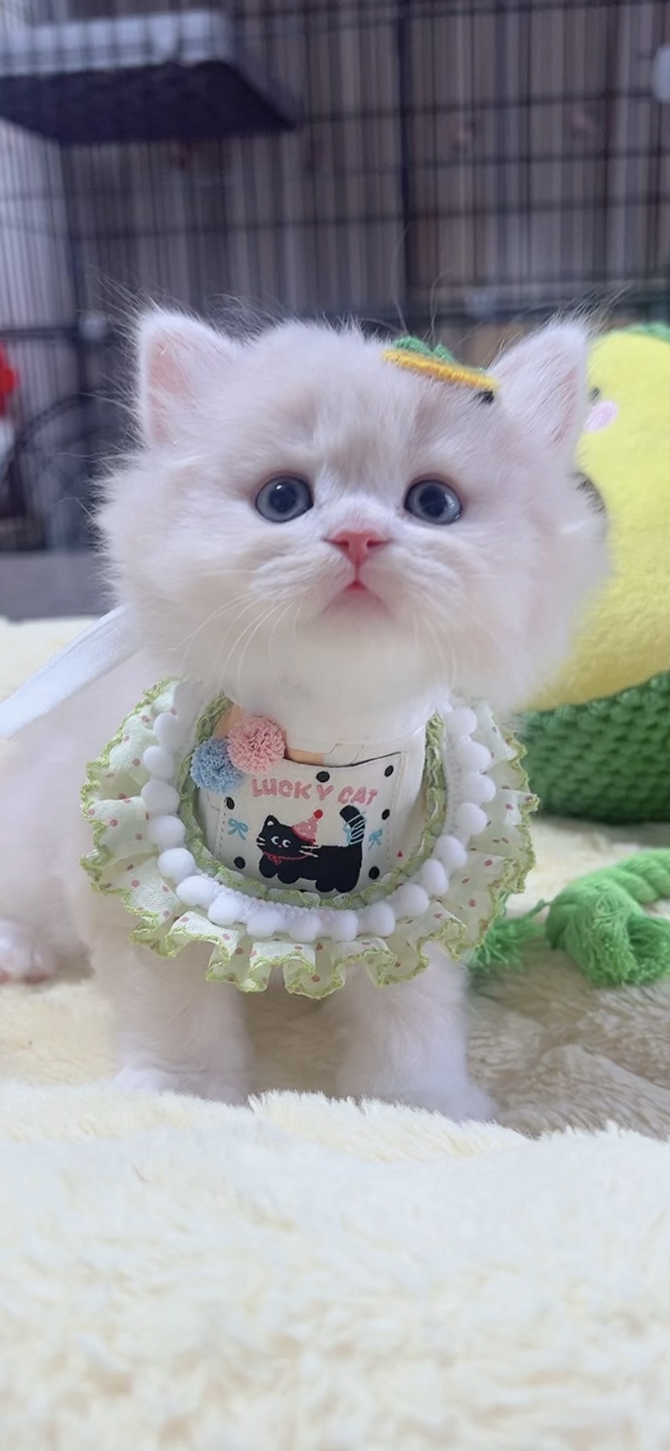 スコティッシュフォールド(立ち耳)の子猫 男の子 販売終了 - 画像 (7)