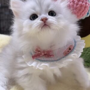 ミヌエット(長足)の子猫　男の子 販売中