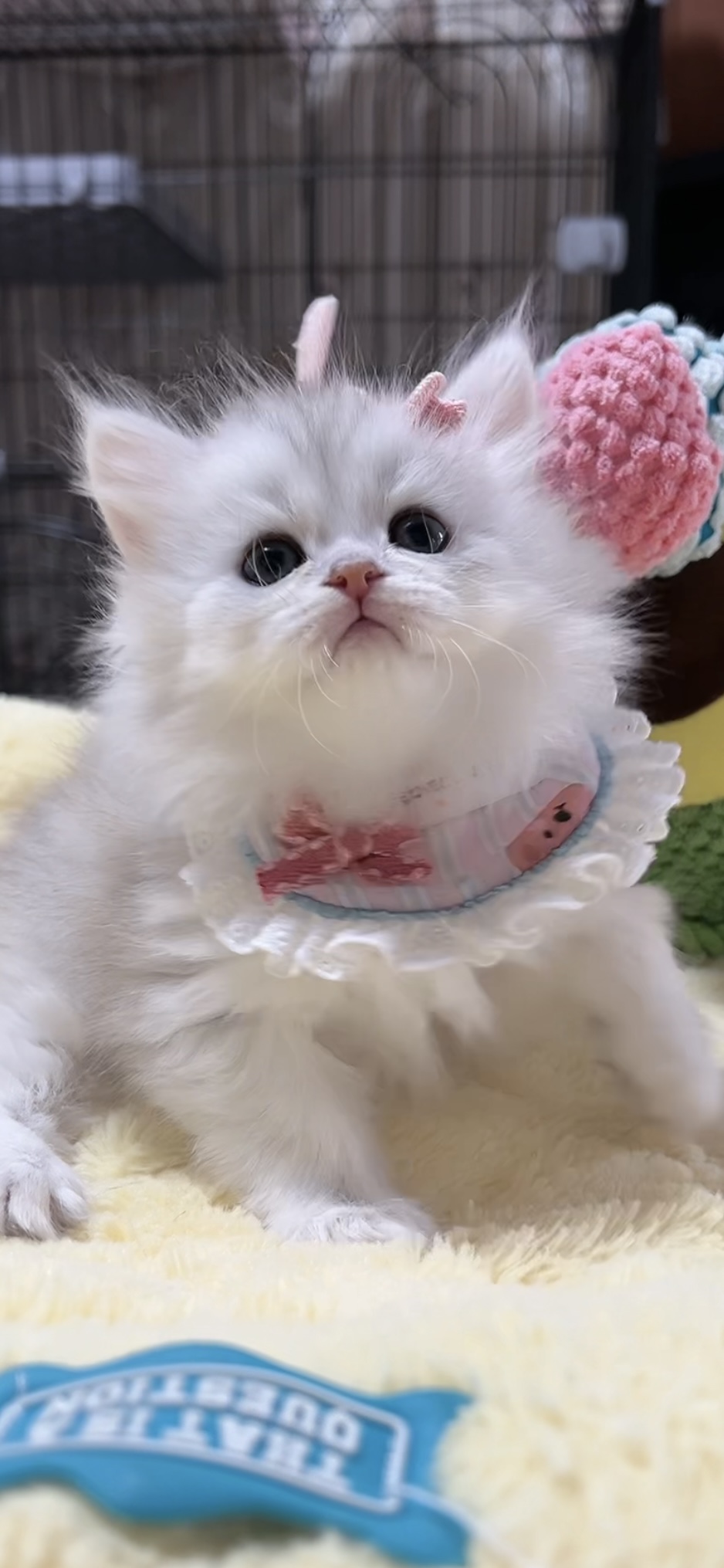 ミヌエット(長足)の子猫 男の子 販売中