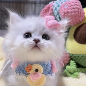 ミヌエット(長足)の子猫　女の子 販売中