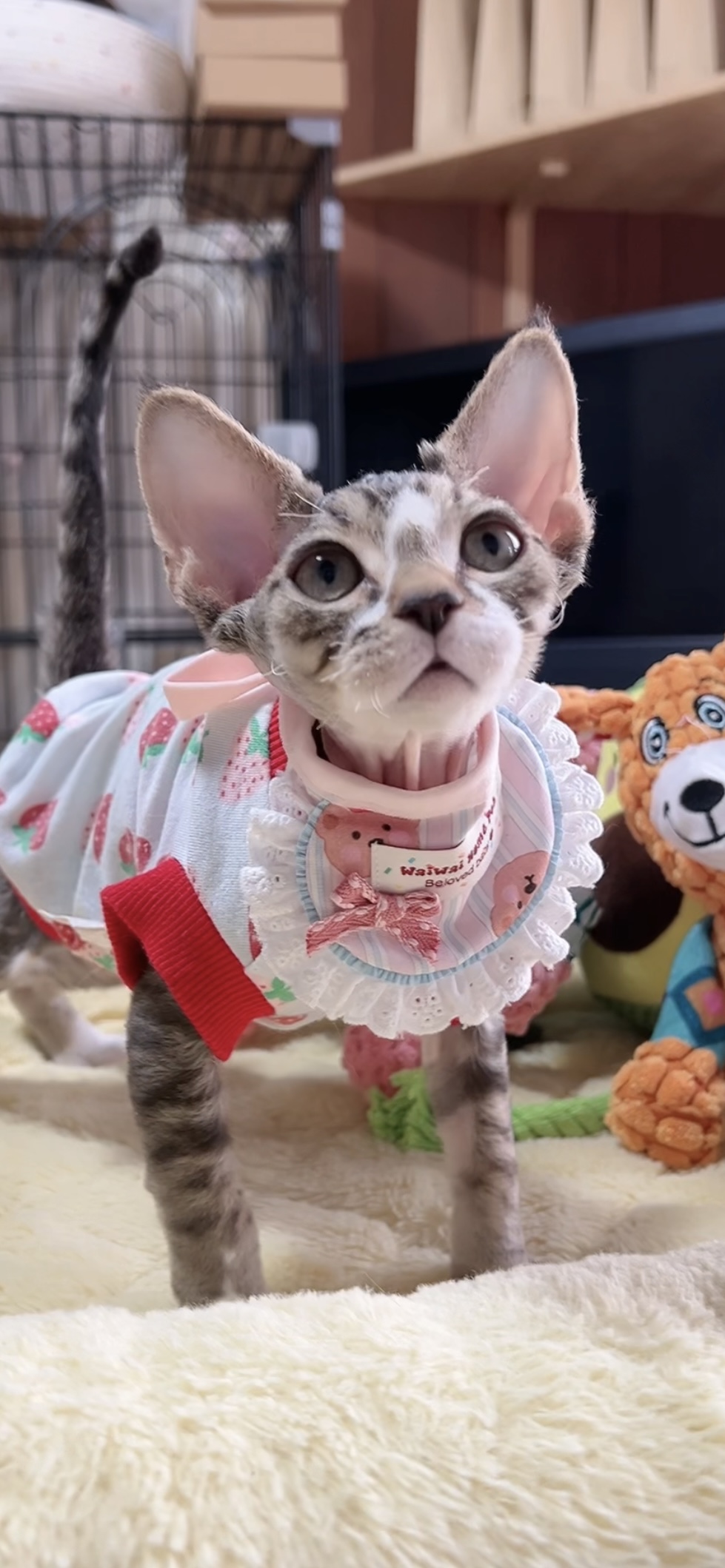 デボンレックスの子猫(男の子) 販売中 - 画像 (2)