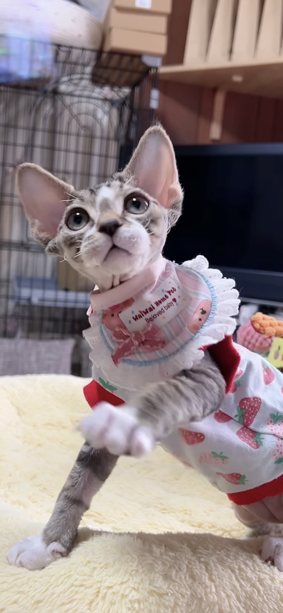 デボンレックスの子猫(男の子) 販売中 - 画像 (3)