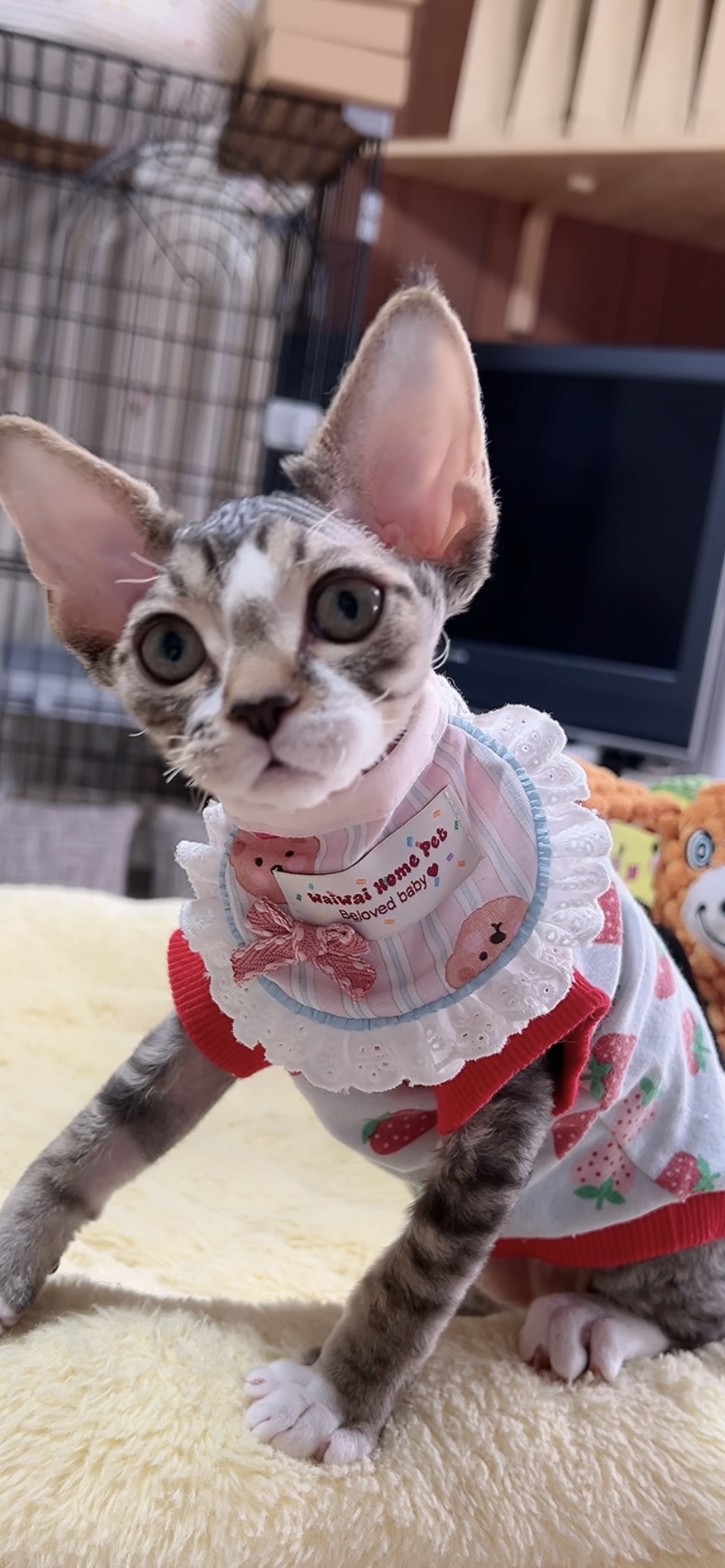デボンレックスの子猫(男の子) 販売中 - 画像 (4)