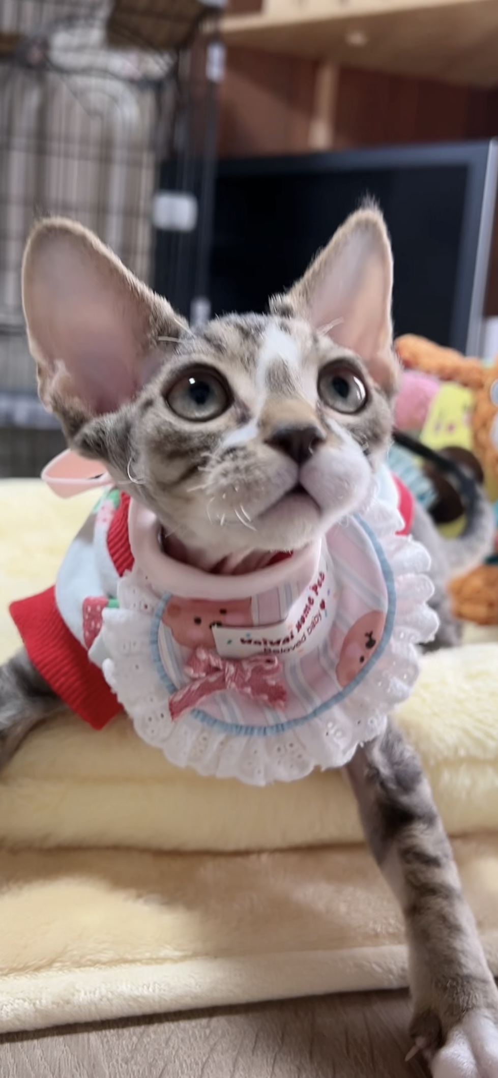 デボンレックスの子猫(男の子) 販売中 - 画像 (5)