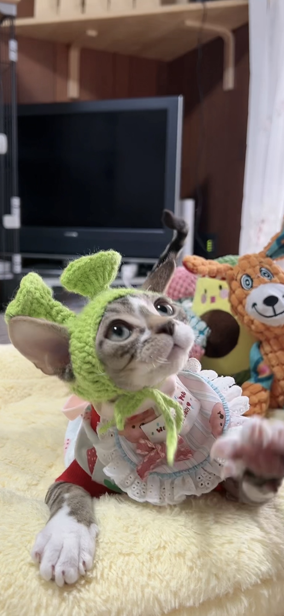 デボンレックスの子猫(男の子) 販売中 - 画像 (6)
