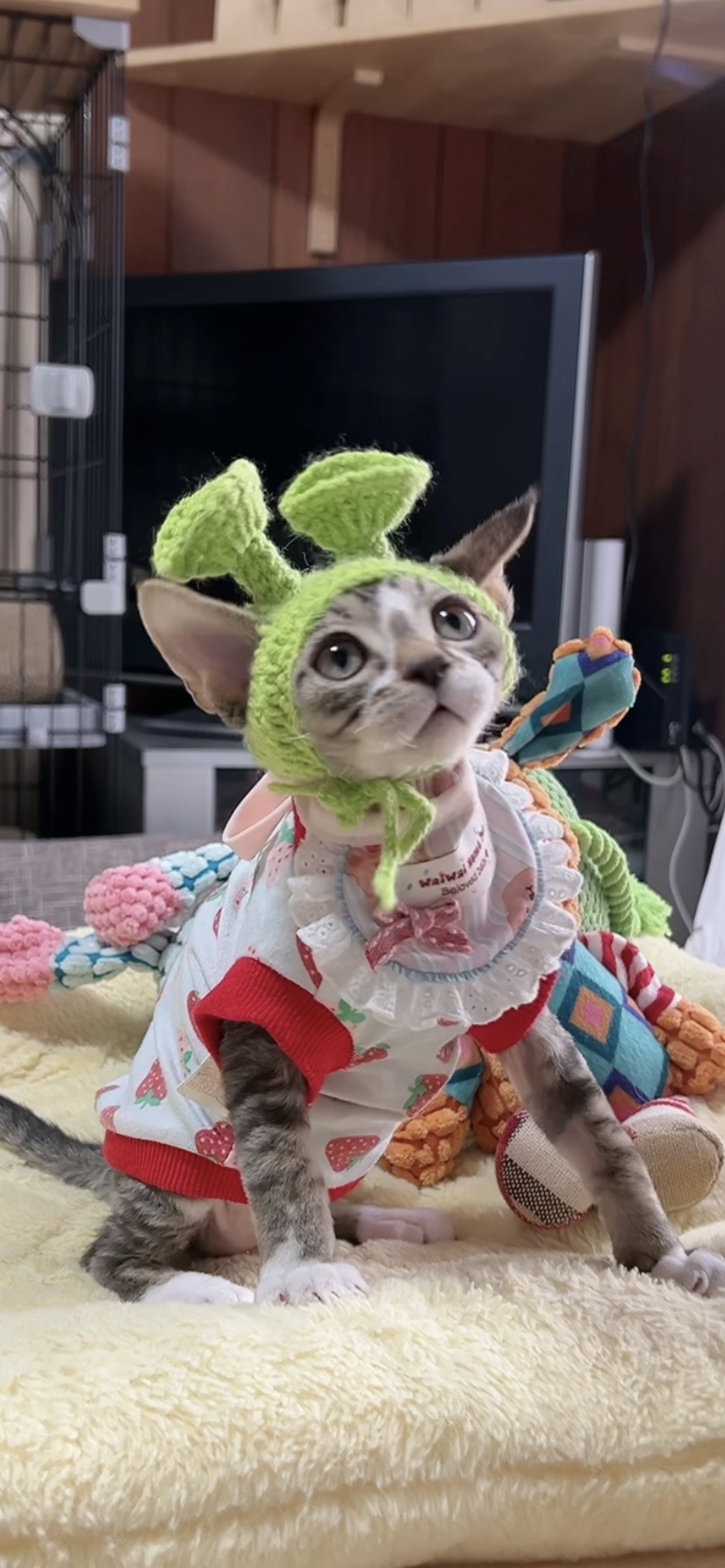 デボンレックスの子猫(男の子) 販売中 - 画像 (7)