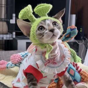 デボンレックスの子猫(男の子) 販売中