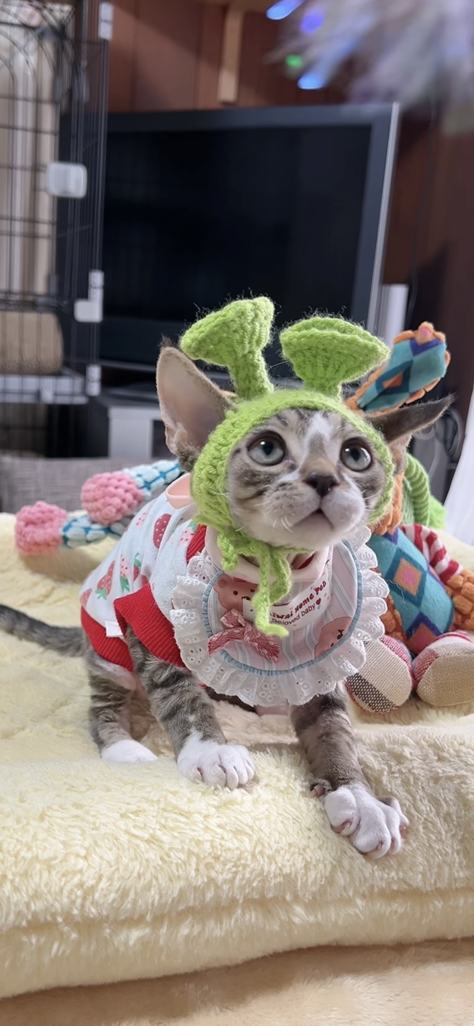 デボンレックスの子猫(男の子) 販売中 - 画像 (8)