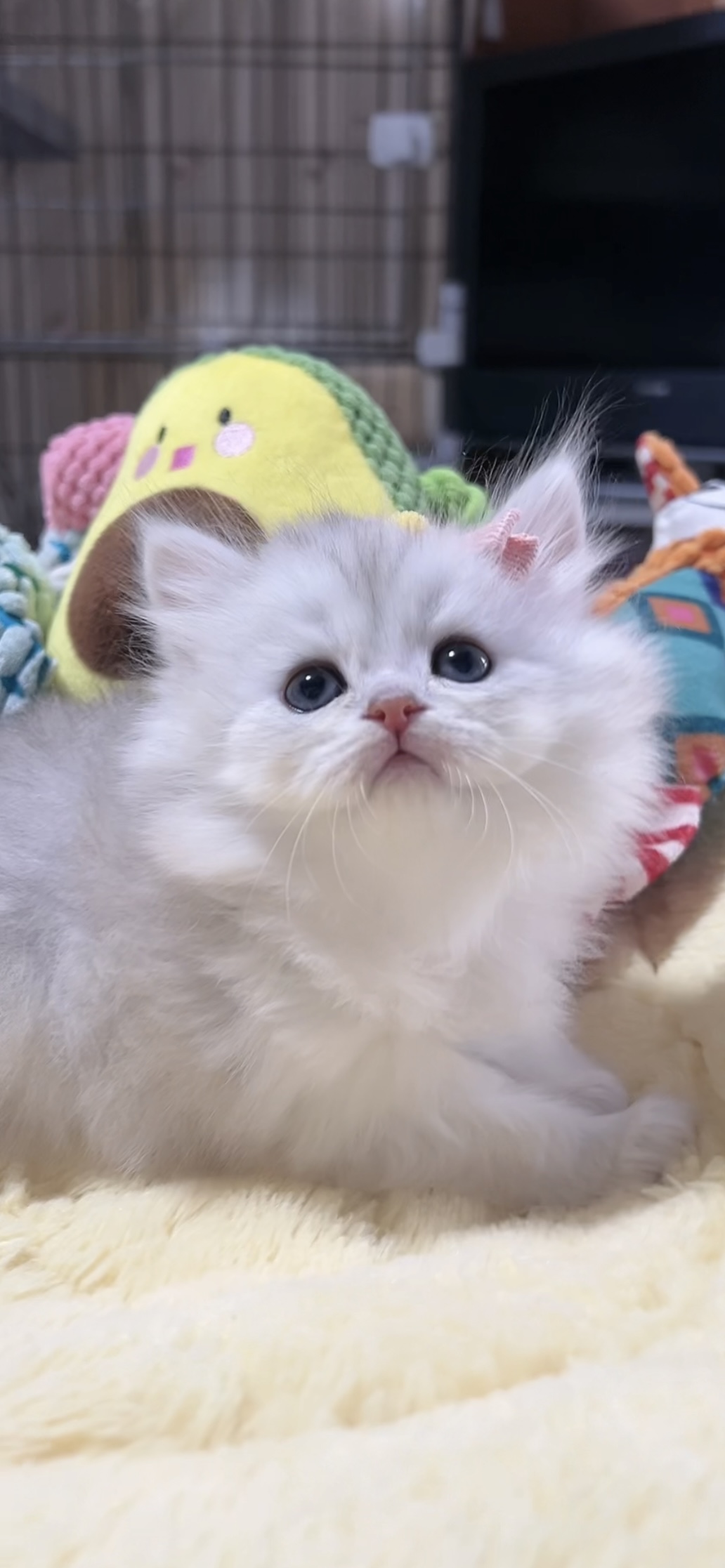 ミヌエット(長足)の子猫 男の子 販売中 - 画像 (7)