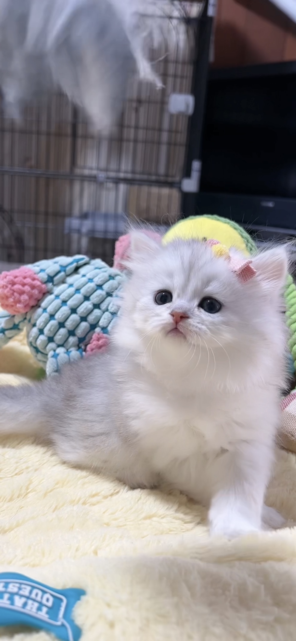 ミヌエット(長足)の子猫 男の子 販売中 - 画像 (8)