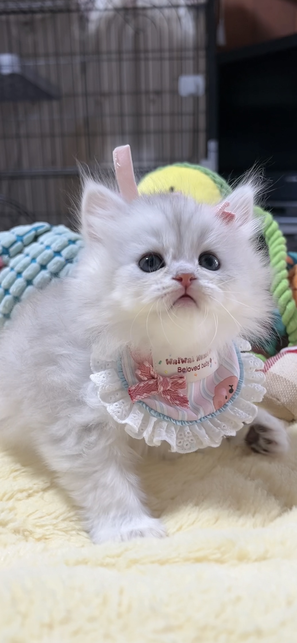ミヌエット(長足)の子猫 男の子 販売中 - 画像 (9)