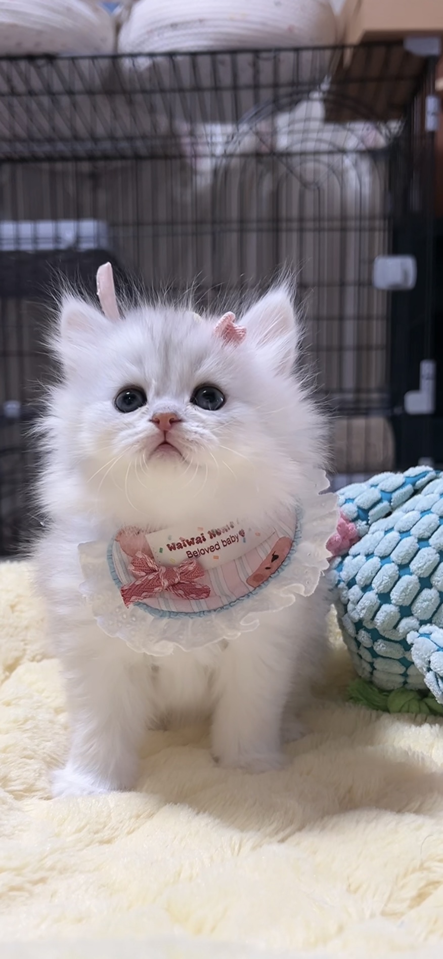 ミヌエット(長足)の子猫 男の子 販売中 - 画像 (5)